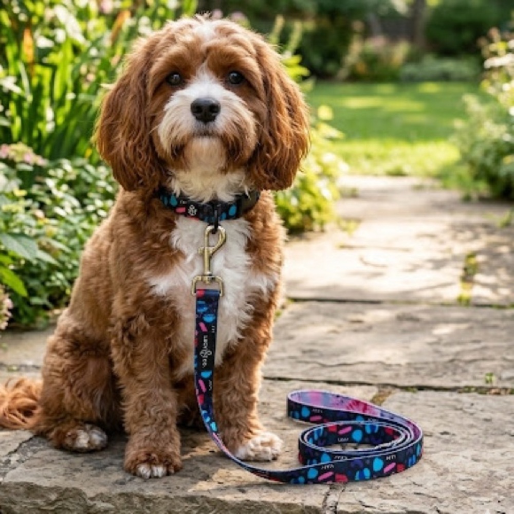 2 Dog Collar and Leash Set - Blue, Pink, Black